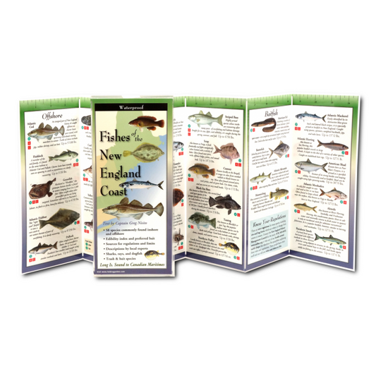 Fishes of the New England Coast