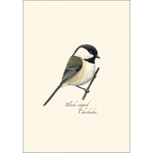 Black-capped Chickadee