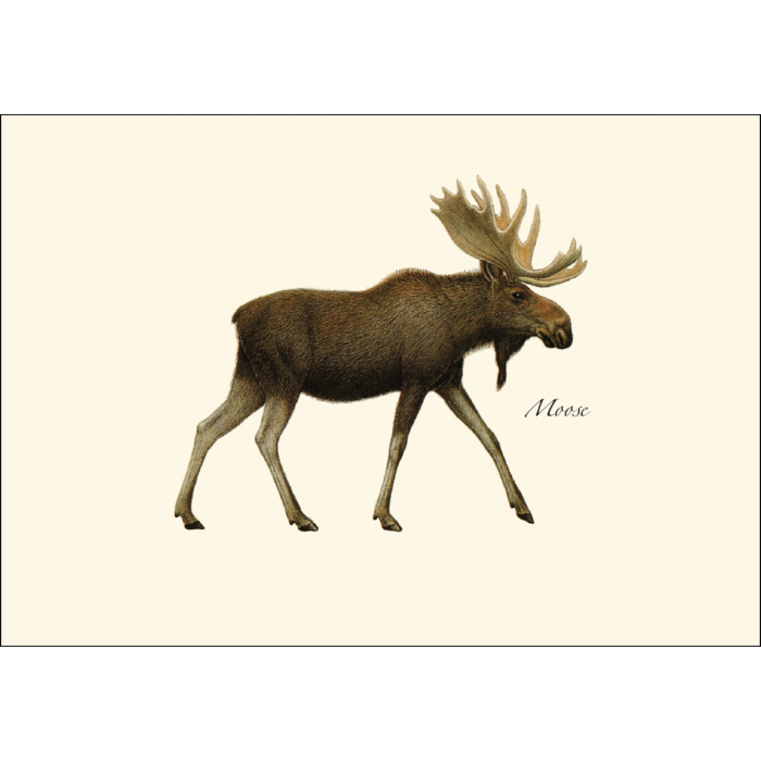 Moose Notecard Set, Recycled Paper, 8 Cards