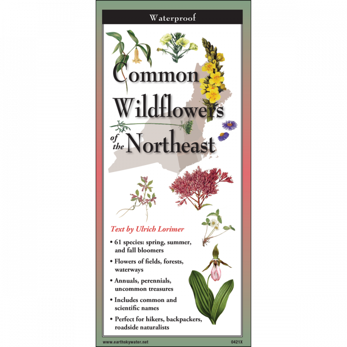 Common Wildflowers of the Northeast