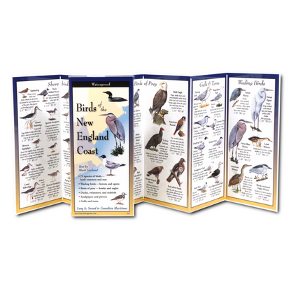 Birds of the New England Coast - Nature Guide