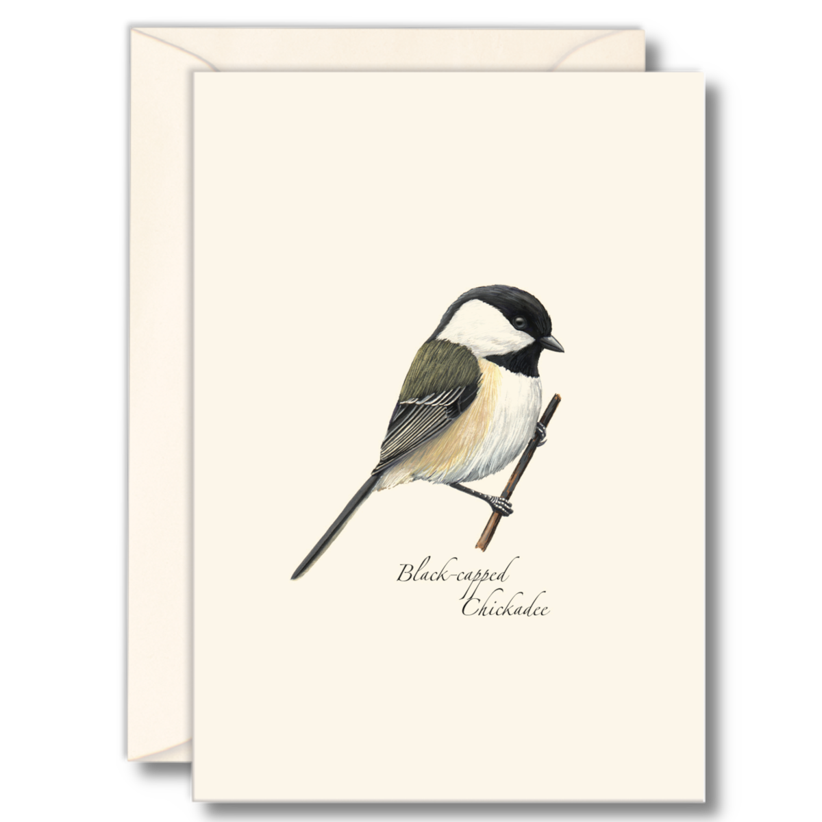 Black-capped Chickadee