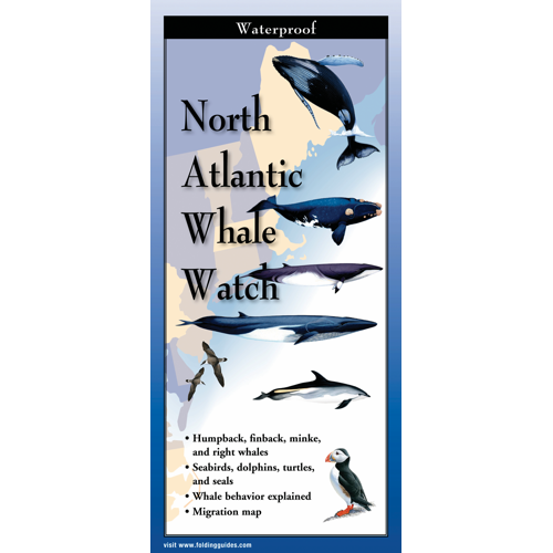 North Atlantic Whale Watch