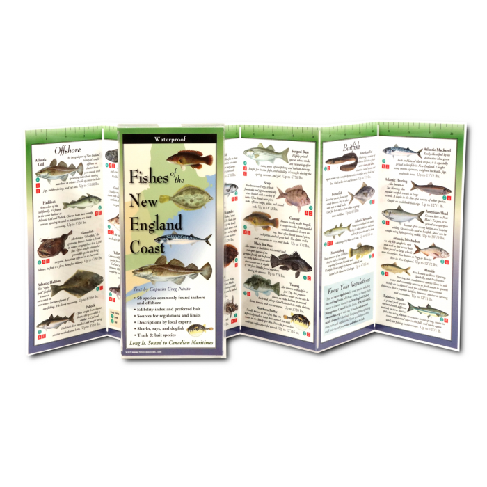 Fishes of the New England Coast