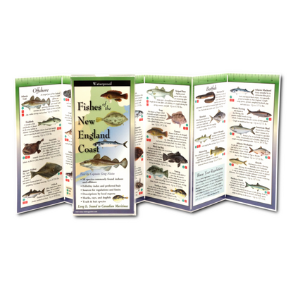 Fishes of the New England Coast