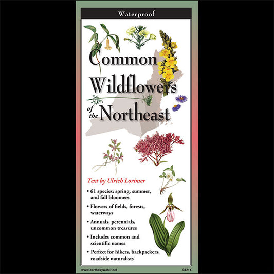 Common Wildflowers of the Northeast