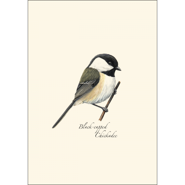 Black-capped Chickadee