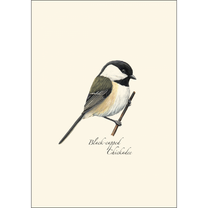 Black-capped Chickadee
